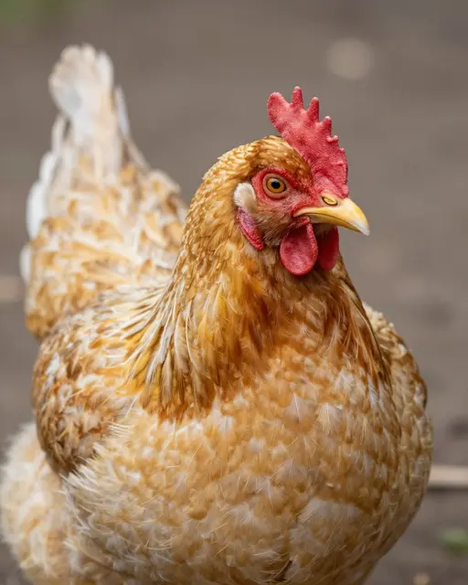 Close-up portrait of a golden feathered buff orpington hen standing against a blurred outdoor background