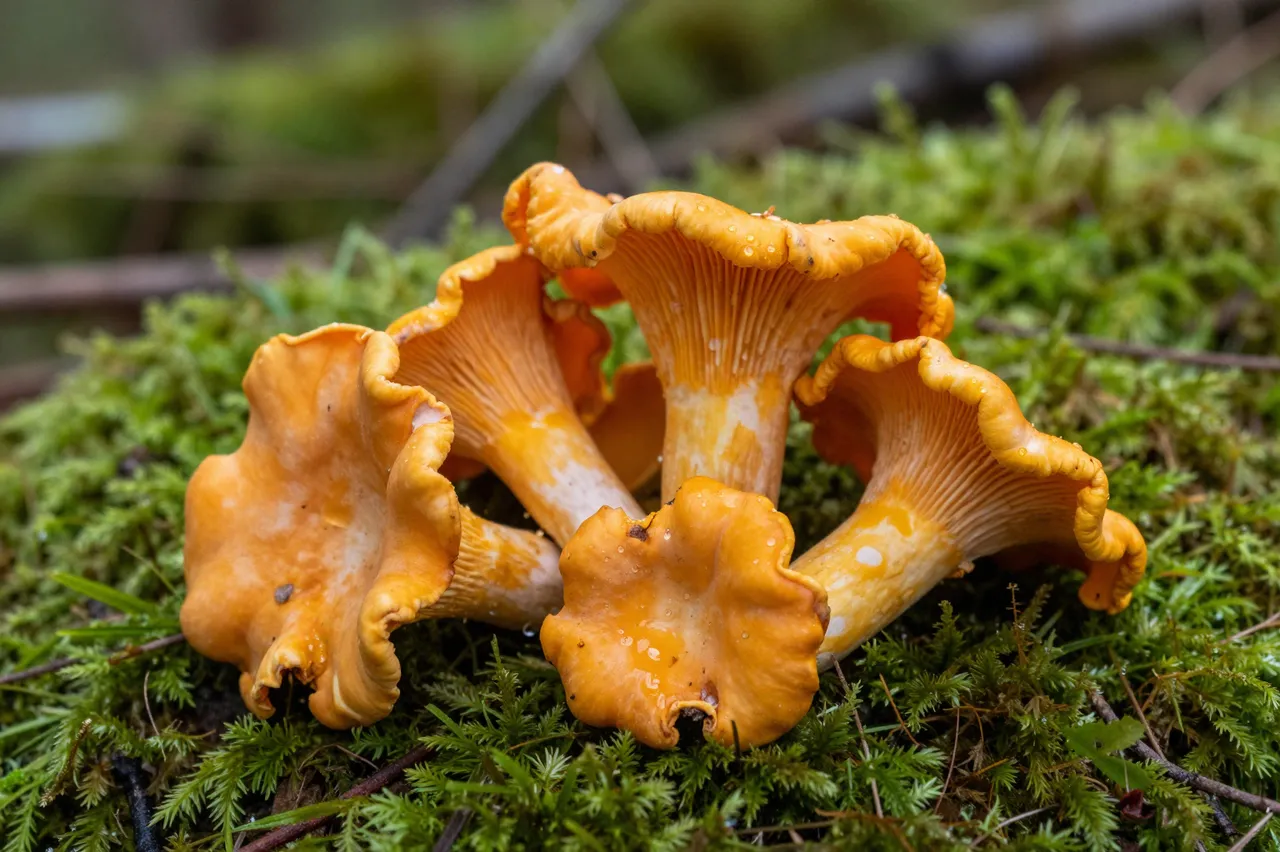 A cluster of bright orange chanterelle mushrooms growing on lush green forest moss