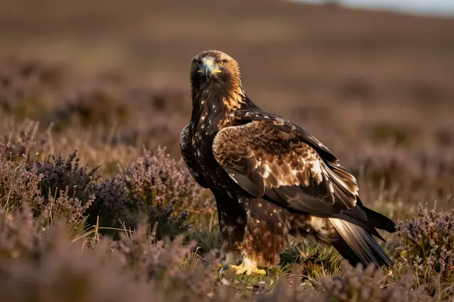 A golden eagle stands among heather on a moorland hillside lit by warm evening light.