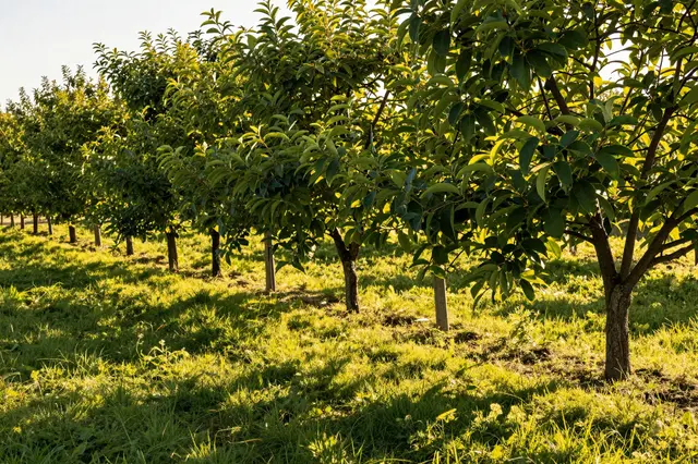 Rows of fruit trees cast long shadows across grass in warm golden evening light