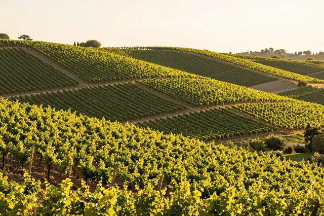 Rolling vineyard rows glow in warm golden late afternoon sunlight across rolling hills