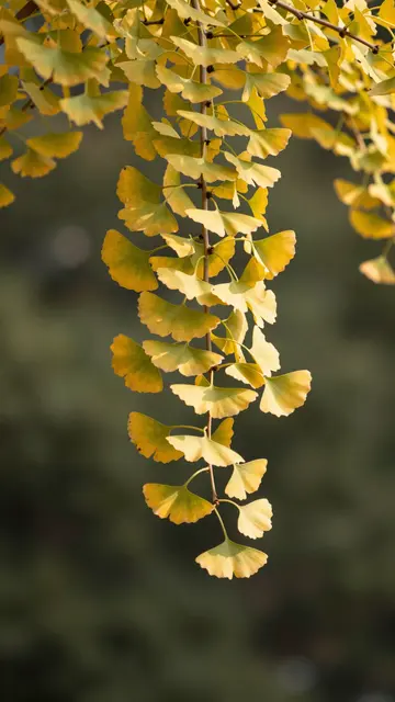 Backlit golden fan-shaped ginkgo leaves hang from a slender branch against soft blurred green foliage