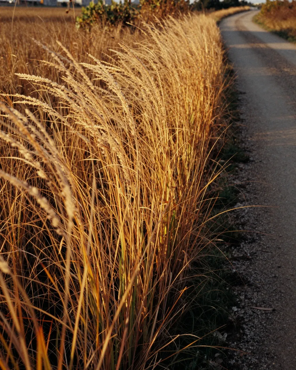 Tall golden autumn grass glows in warm sunset light alongside a winding rural dirt road