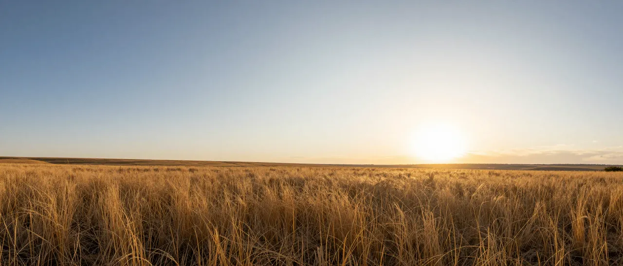 Low sun sits on the right over an endless field of golden dry grass with clear open sky to the left