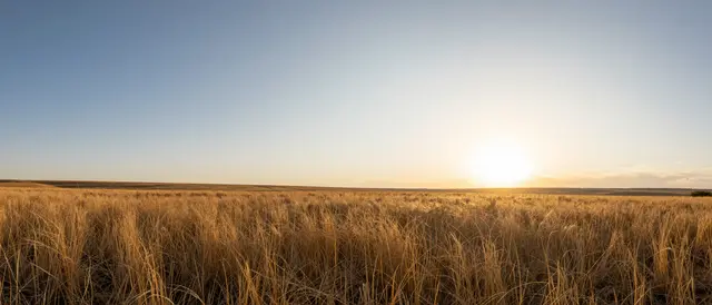 Low sun sits on the right over an endless field of golden dry grass with clear open sky to the left