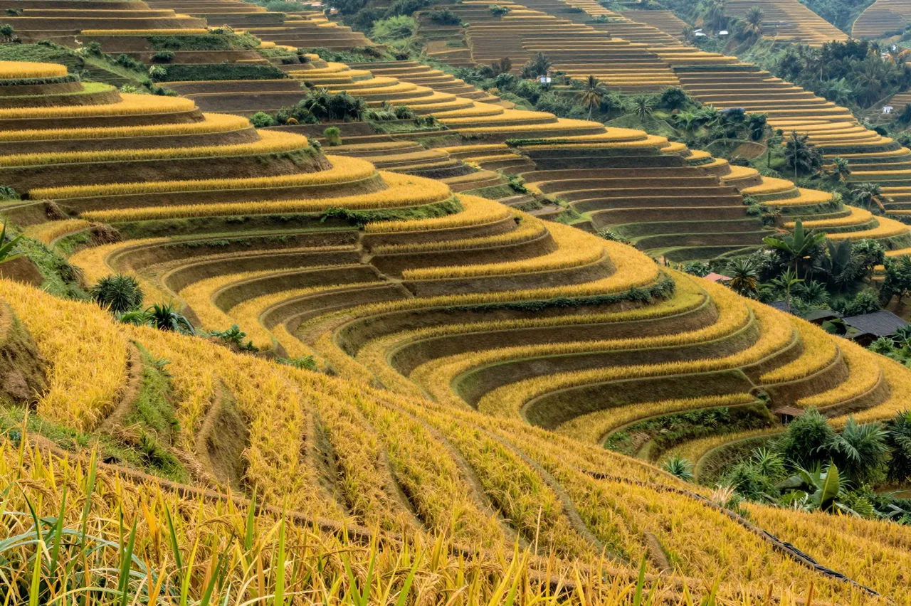Curved golden harvest rice terraces cascade down a forested mountain slope in northern Vietnam