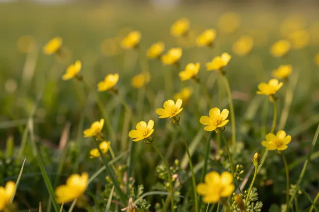 Sharp yellow buttercup flowers stand out against soft blurred meadow grass in warm golden hour light