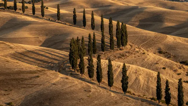 Warm golden hour light falls over rolling dry agricultural hills dotted with tall cypress trees