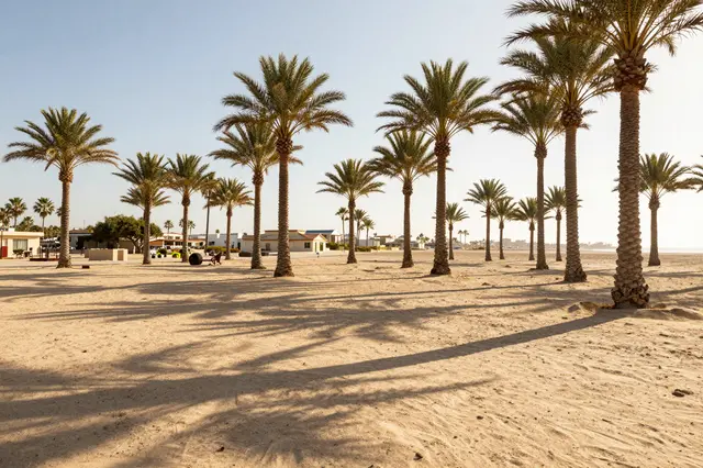 Long palm tree shadows stretch across sunlit sand on a quiet coastal beach at golden hour