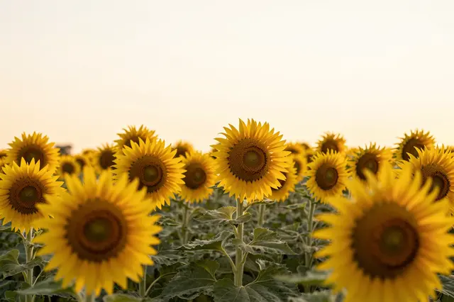A field of sunflowers glows under warm soft golden hour backlight, with foreground blooms gently out of focus.