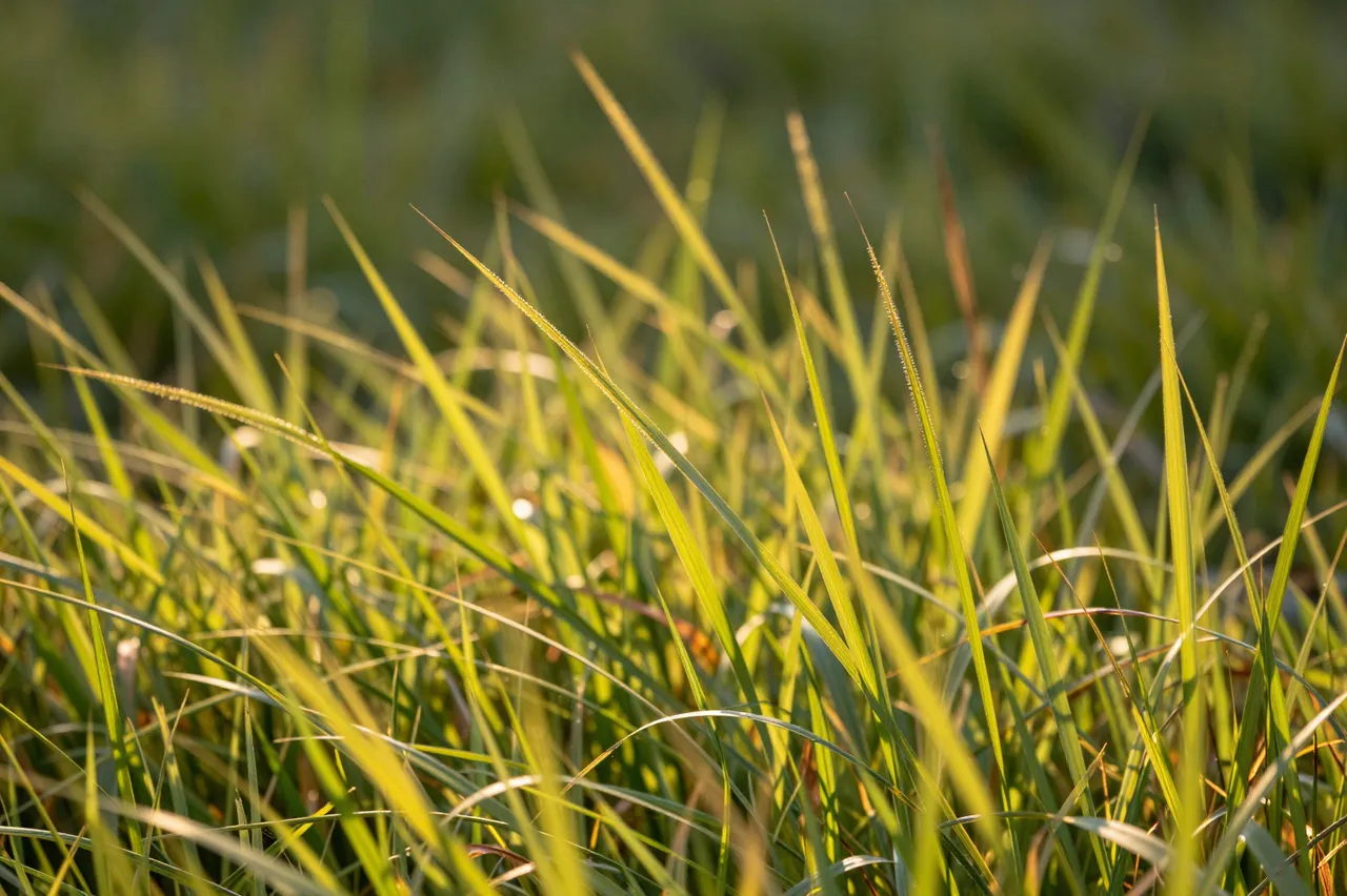 Close-up of tall grass glowing in warm golden hour sunlight, with a soft blurred green background