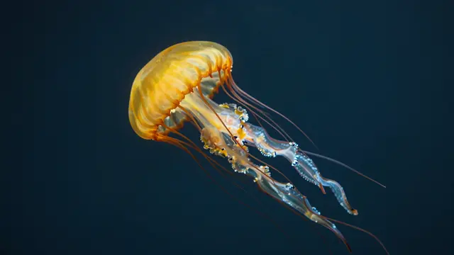 A translucent golden jellyfish floats gently against a dark deep blue underwater background.