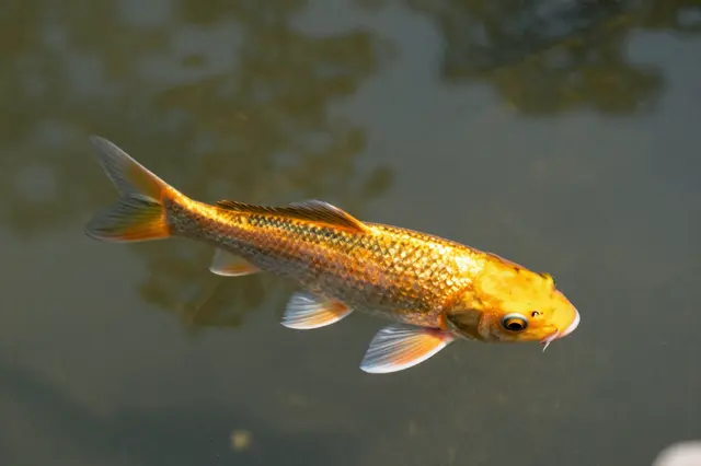 A top-down view of a shimmering golden koi fish swimming just below the surface of a pond