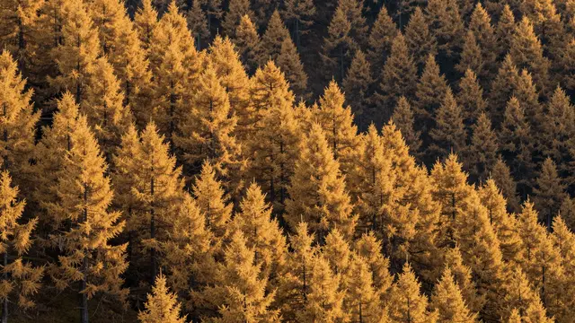 Dense larch trees glowing with autumn gold cover a mountain forest slope