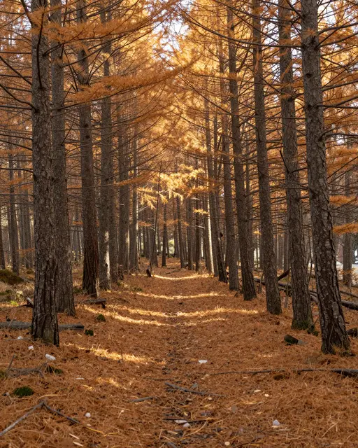 Sunlit trail winds through a larch forest carpeted in golden autumn needles