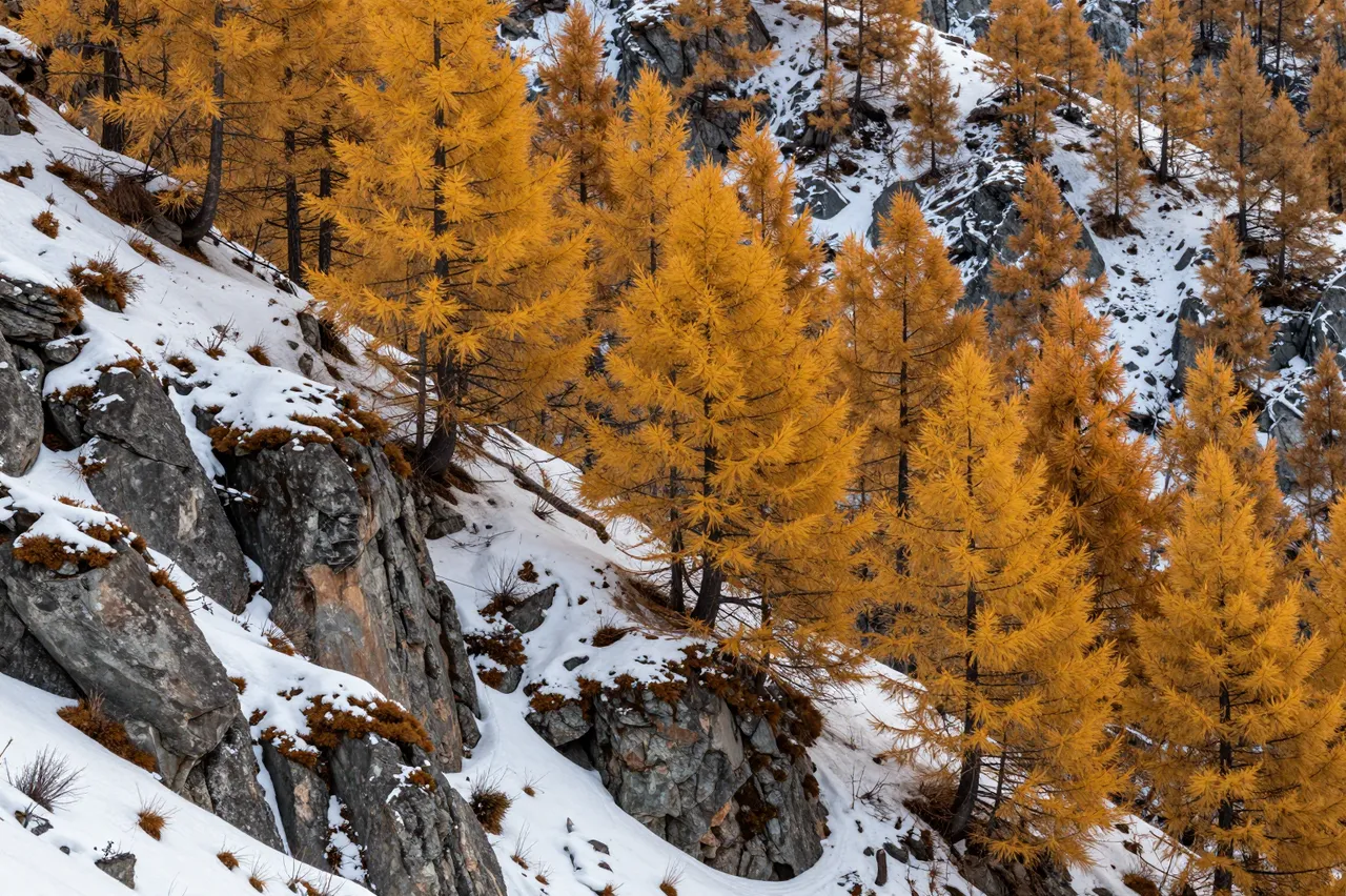 Yellow golden larch trees grow on a rocky alpine ridge dusted with fresh early snow