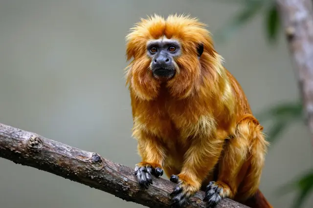 A fluffy golden lion tamarin sits alert on a rough wooden branch against a soft blurred background