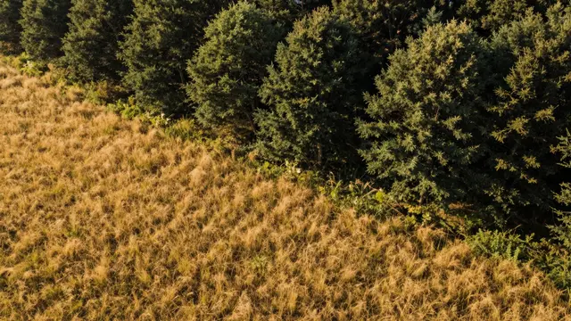 Aerial view of a sunlit golden meadow meeting a dense evergreen forest edge in late afternoon