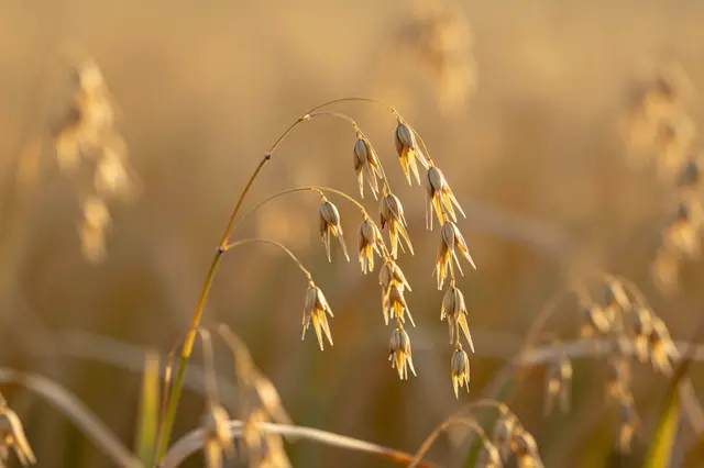 A sharp drooping oat stalk with seed heads is backlit by warm golden light against a blurred field background