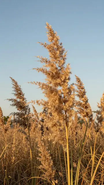 Backlit golden pampas plumes glow against a soft clear pale blue sky at golden hour