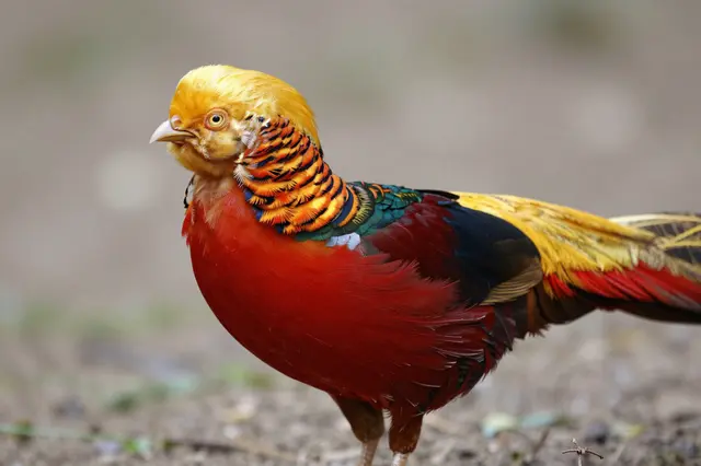 A side profile view of a vibrantly plumaged golden pheasant standing on bare ground
