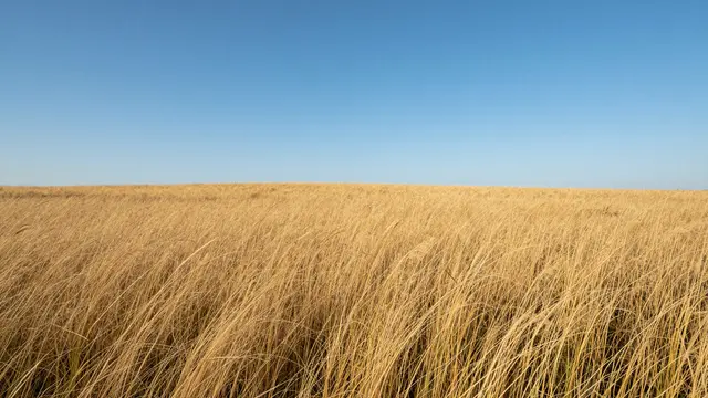 Tall golden prairie grass stretches to a clear wide blue sky on a calm open day