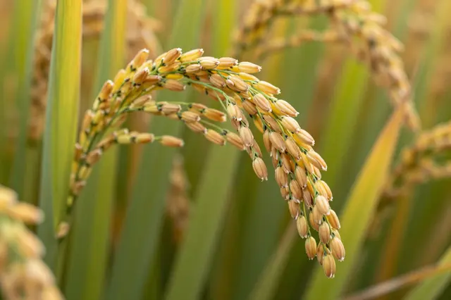Close-up of a ripe golden rice panicle surrounded by blurred green and yellow rice leaves