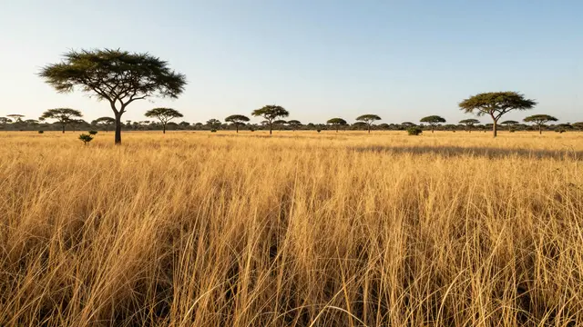 Warm golden savanna grass stretches across the frame with scattered acacia trees under a pale clear dawn sky