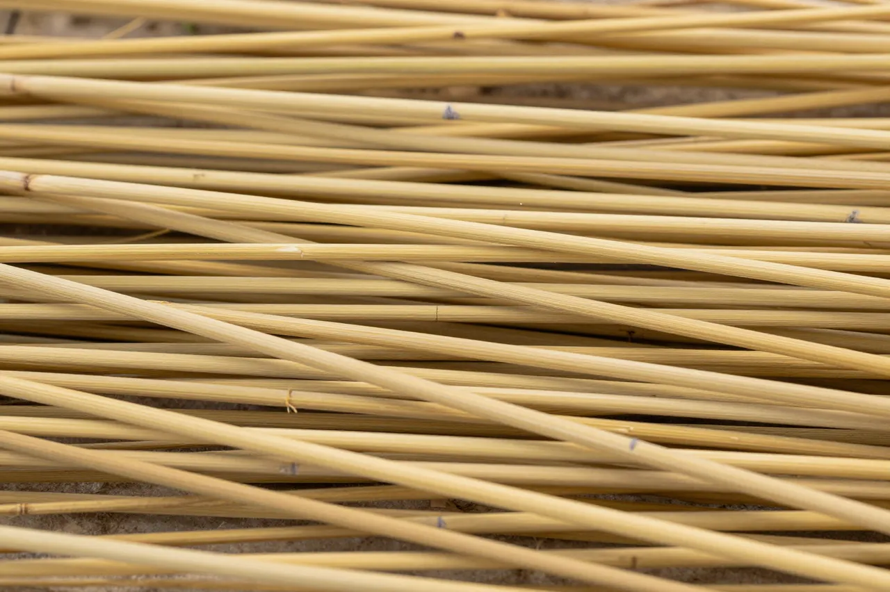Full frame close up of crisscrossed dry golden straw stalks in a loose layered arrangement