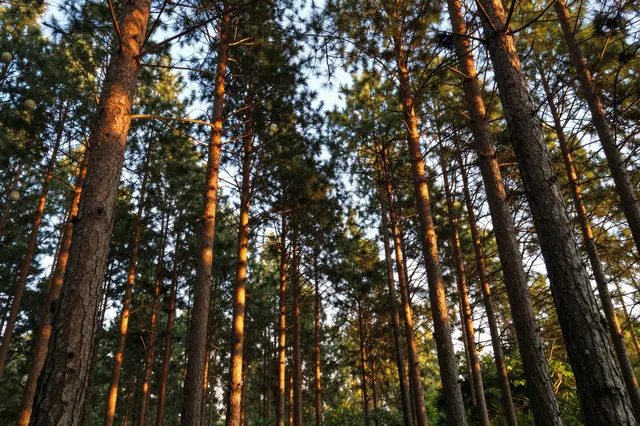 Looking up at tall pine trunks lit by warm low sunset light against a pale sky