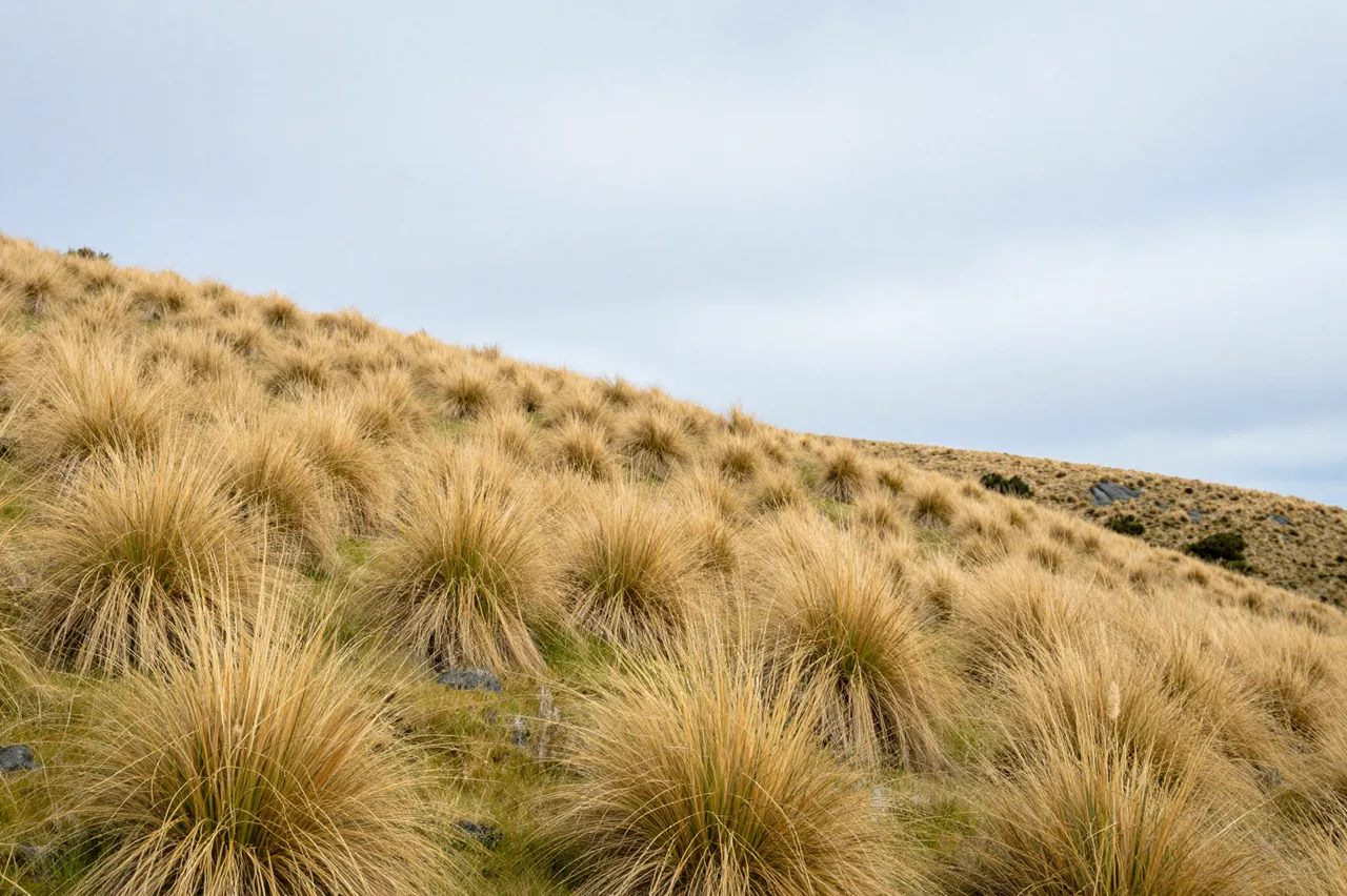 A sloping hillside covered in golden tussock grass stretches under a pale overcast sky