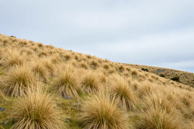 A sloping hillside covered in golden tussock grass stretches under a pale overcast sky