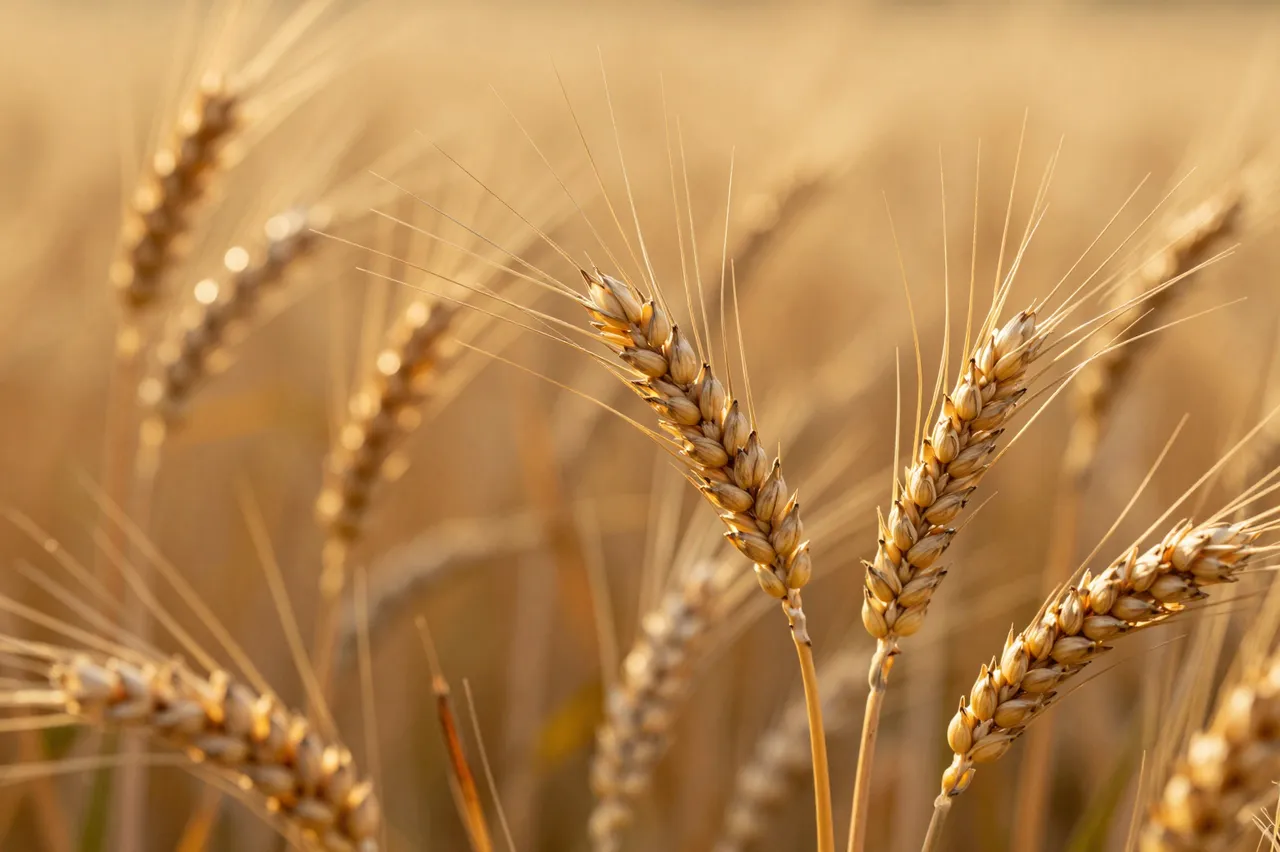 Sharp ripe wheat ears are lit by warm golden evening light against a blurred field background