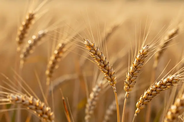 Sharp ripe wheat ears are lit by warm golden evening light against a blurred field background