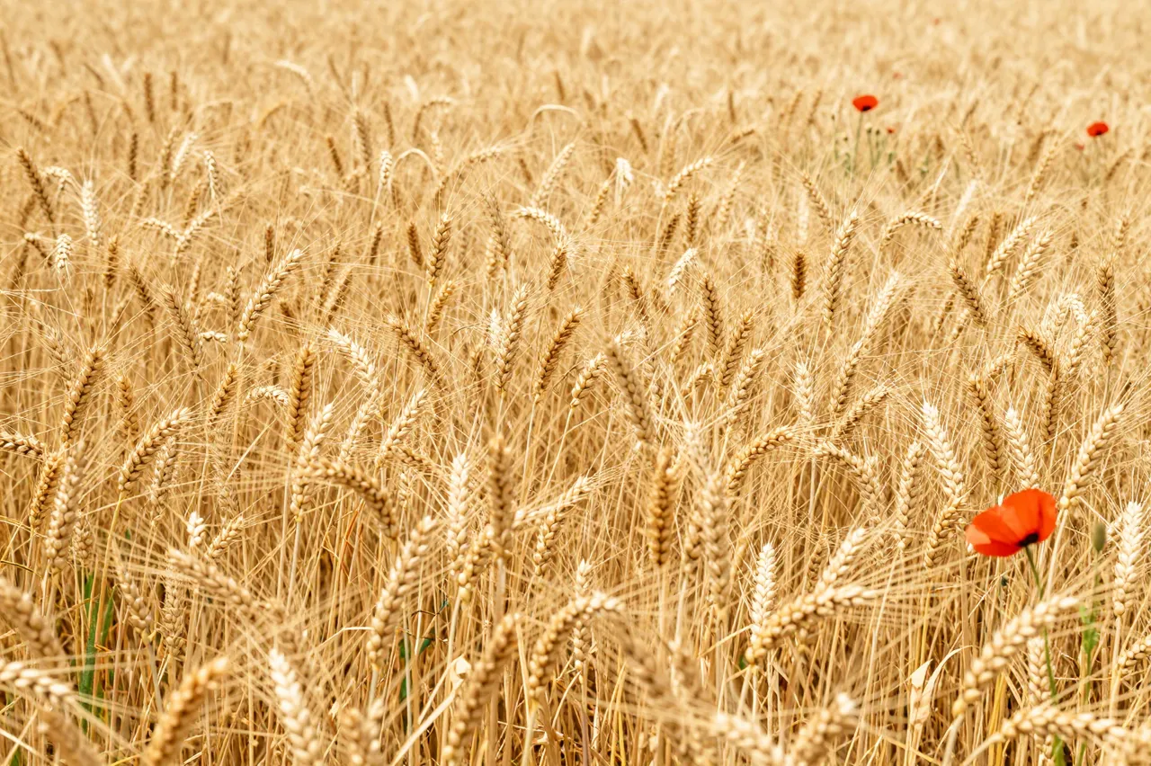 Ripe golden summer wheat fills the frame with scattered bright red poppies among the stalks