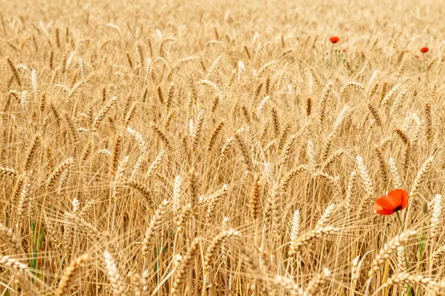 Ripe golden summer wheat fills the frame with scattered bright red poppies among the stalks