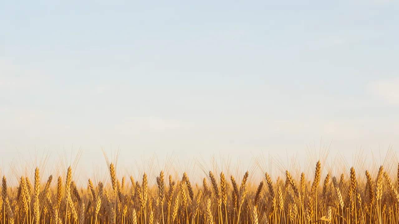 Ripe golden wheat stalks line the bottom edge below a soft pale blue sky with ample open copy space above.
