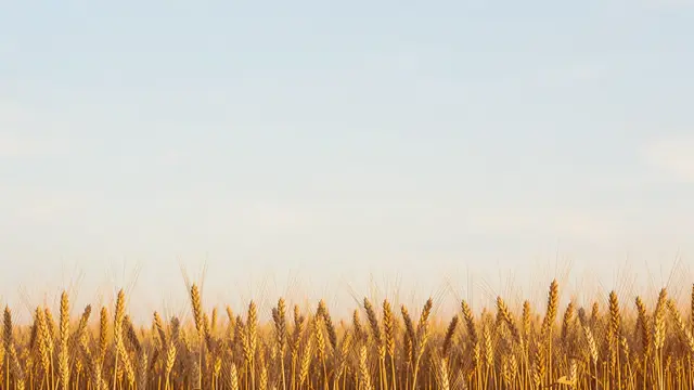 Ripe golden wheat stalks line the bottom edge below a soft pale blue sky with ample open copy space above.