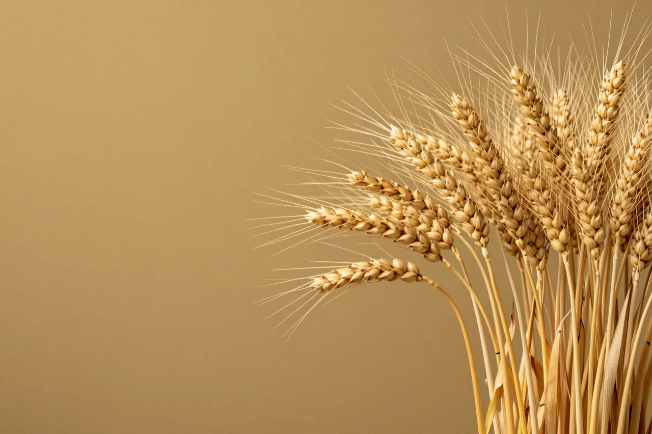 Dried golden wheat stalks rest along the right edge of a smooth muted mustard background with left-side copy space