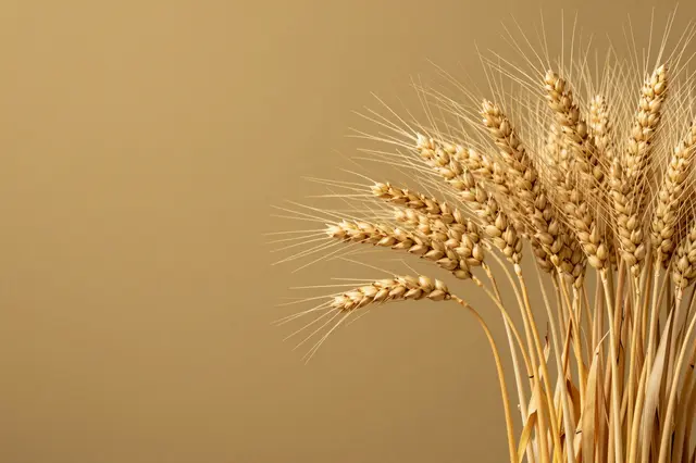 Dried golden wheat stalks rest along the right edge of a smooth muted mustard background with left-side copy space