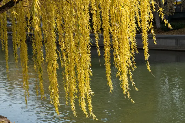 Trailing golden willow branches hang in front of calm autumn river water