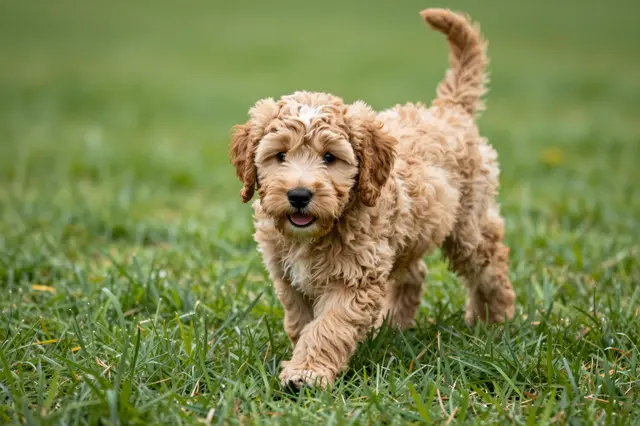 A fluffy light brown goldendoodle puppy walks toward the camera across lush green grass.