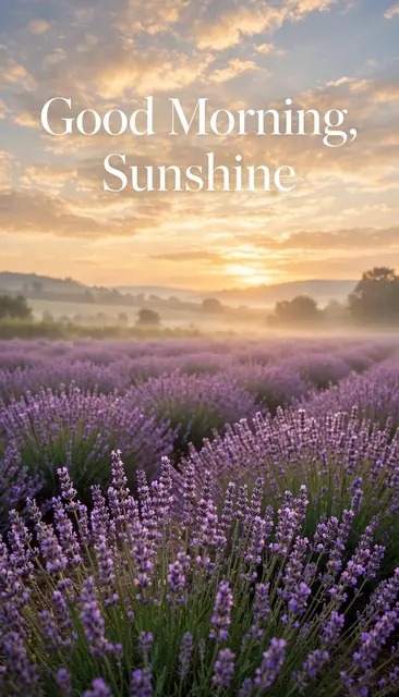 "Good Morning, Sunshine" elegant white serif text over a lavender field at golden sunrise