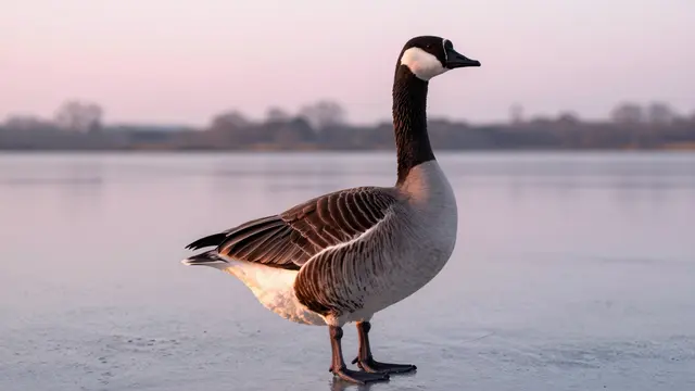 A wild goose with a black neck and white cheek patch stands on smooth frozen lake ice under soft pink sunrise light