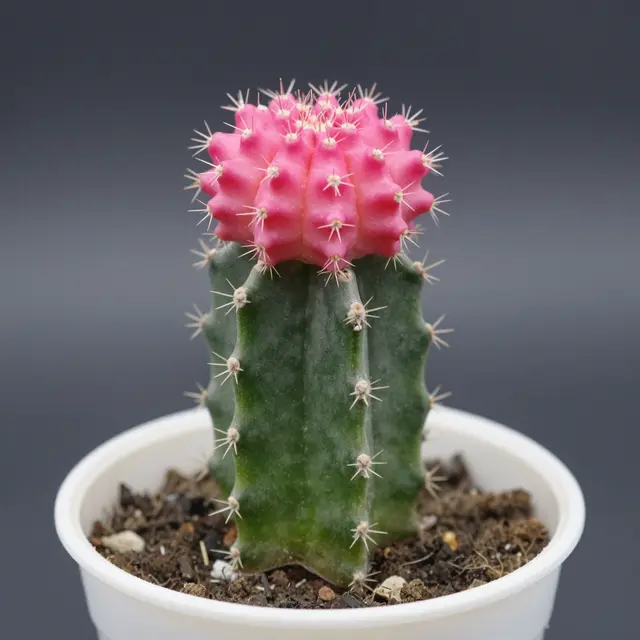 Grafted cactus with bright pink rounded top on green stem growing in a small white plastic pot against a dark plain