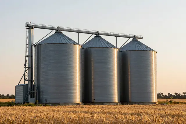 Three metal grain silos stand at the edge of a ripe wheat field under a pale sunset sky