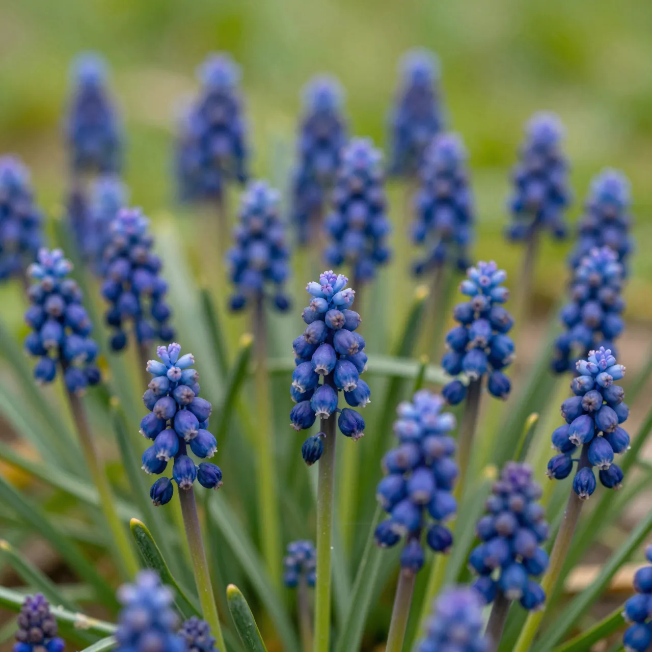 Sharp foreground deep blue grape hyacinth clusters grow among soft out of focus spring grass and background blooms.