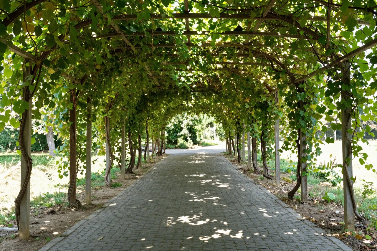 Dappled sunlight falls on a cobblestone path running under a leafy grapevine pergola