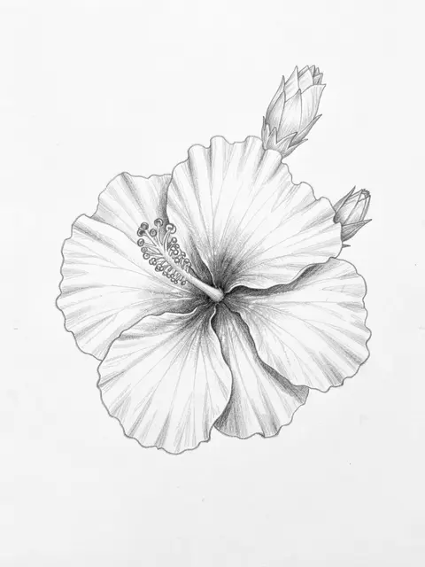 Detailed graphite pencil sketch of a ruffled hibiscus bloom with two unopened buds on plain white paper
