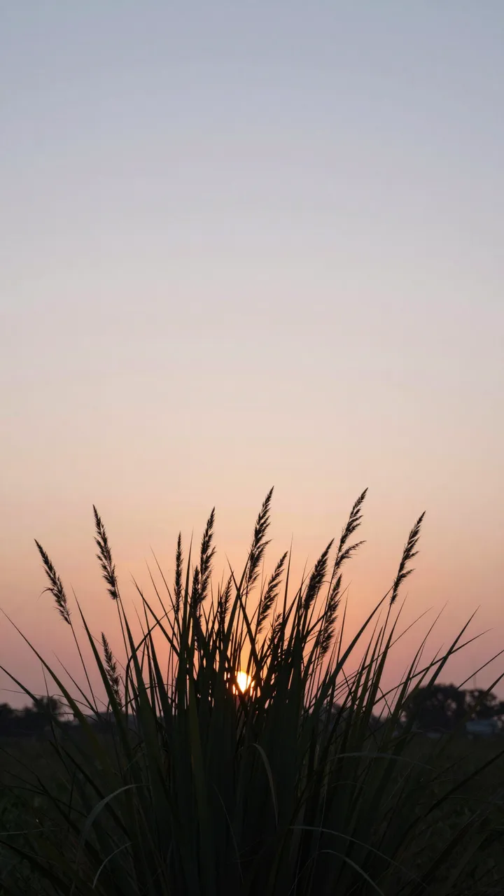 Tall grass silhouettes frame a pastel gradient sunset sky with empty copy space above